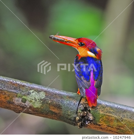 female Black-backed Kingfisher 10247946