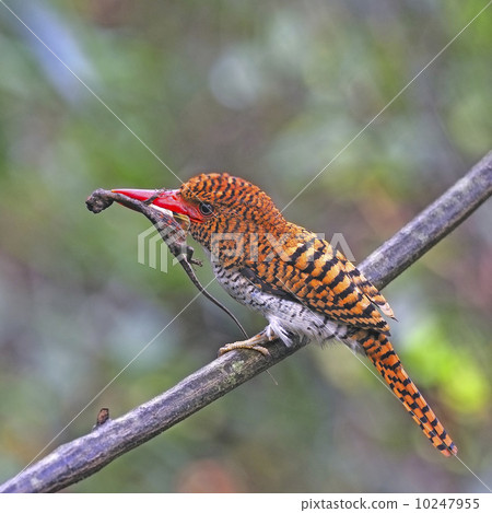 female Banded Kingfisher 10247955