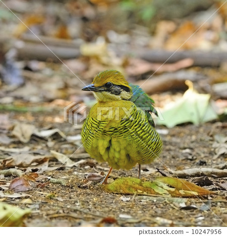 female Bar-bellied Pitta 10247956