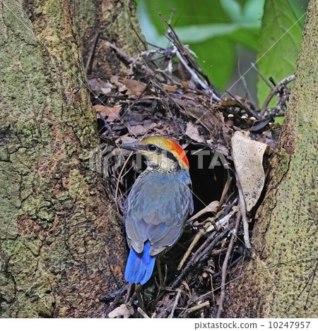 female Blue Pitta 10247957