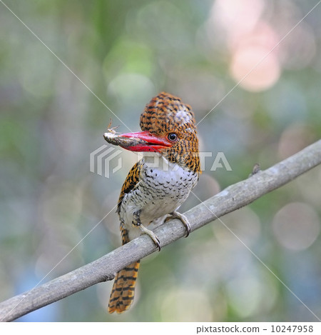 female Banded Kingfisher 10247958