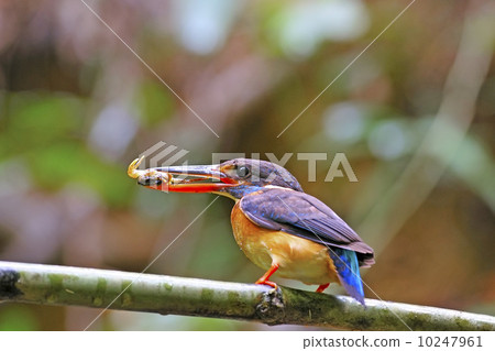 Female Blue-banded Kingfisher 10247961