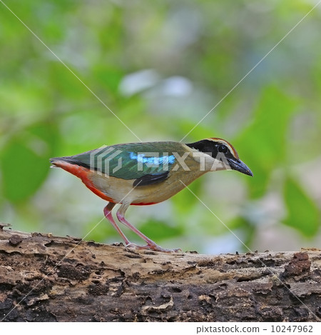 Fairy Pitta 10247962