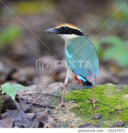 Fairy Pitta 10247973