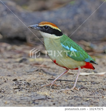 Fairy Pitta 10247975