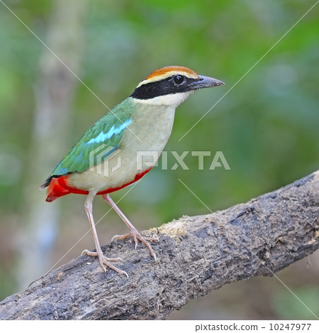 Fairy Pitta 10247977