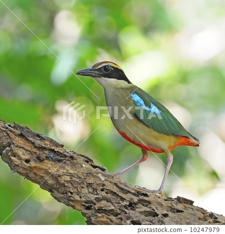 Fairy Pitta 10247979