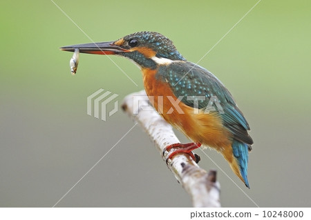 female Common Kingfisher 10248000