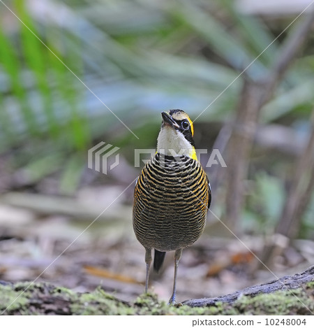 female Malayan Banded Pitta 10248004