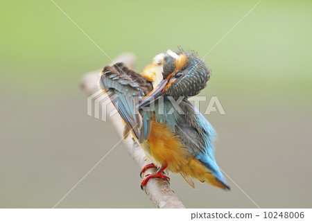 female Common Kingfisher 10248006
