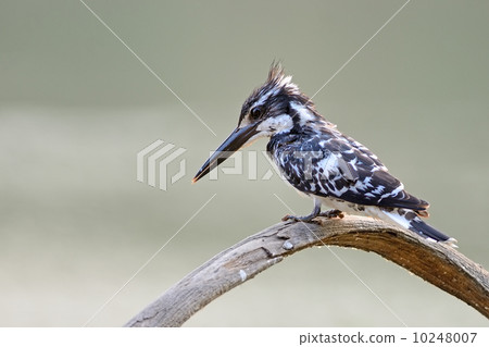 female Pied Kingfisher 10248007
