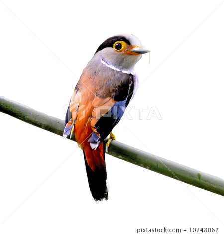 female Silver-breasted Broadbill 10248062