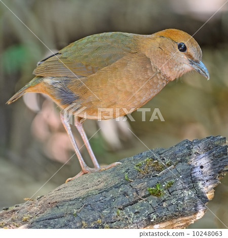 female Rusty-naped Pitta 10248063