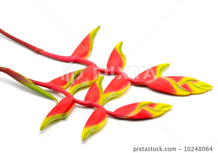 heliconia 10248064