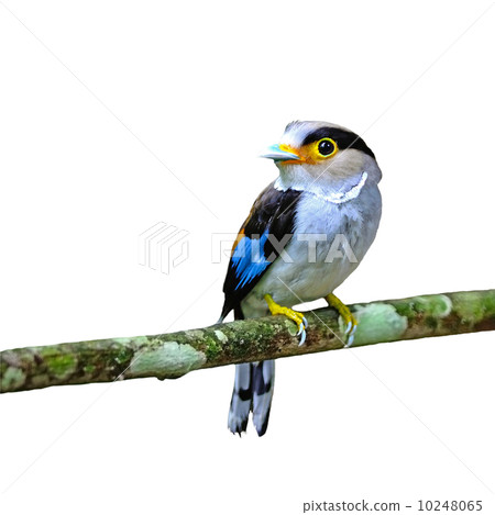female Silver-breasted Broadbill 10248065