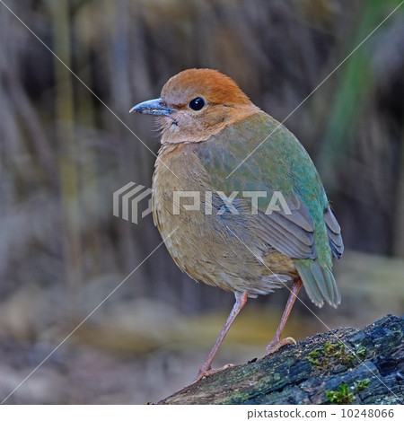 female Rusty-naped Pitta 10248066