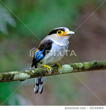 female Silver-breasted Broadbill 10248069