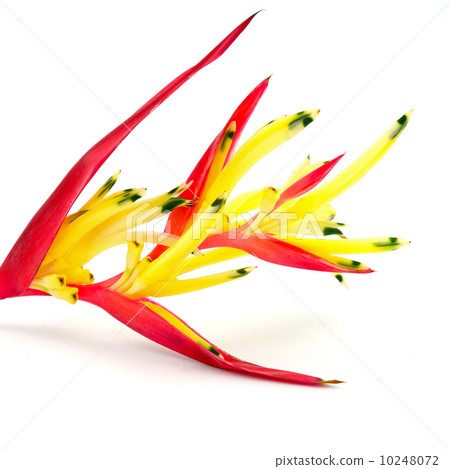 heliconia 10248072