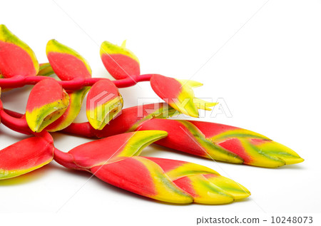 heliconia 10248073