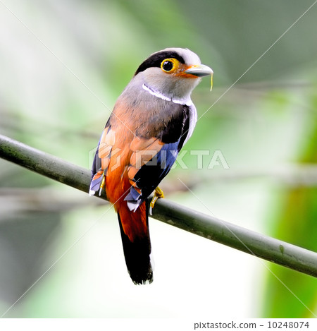 female Silver-breasted Broadbill 10248074