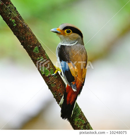 female Silver-breasted Broadbill 10248075
