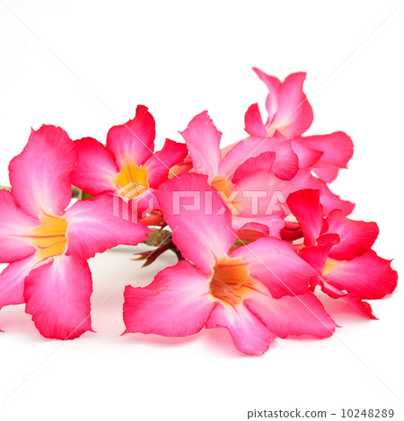 Impala Lily 10248289