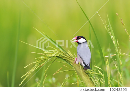 Java Sparrow 10248293
