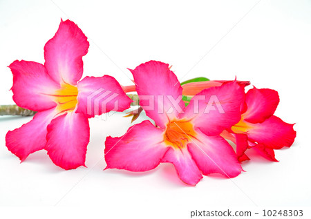 Impala Lily 10248303