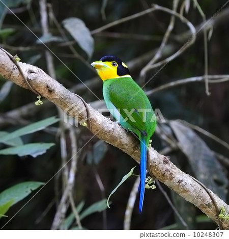 Long-tailed Broadbill 10248307