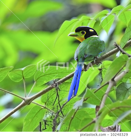 Long-tailed Broadbill 10248329