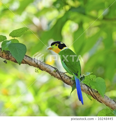 Long-tailed Broadbill 10248445
