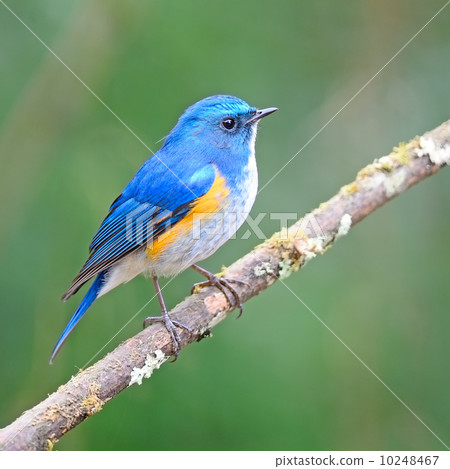Himalayan Bluetail Himalayan Bluetail 10248467