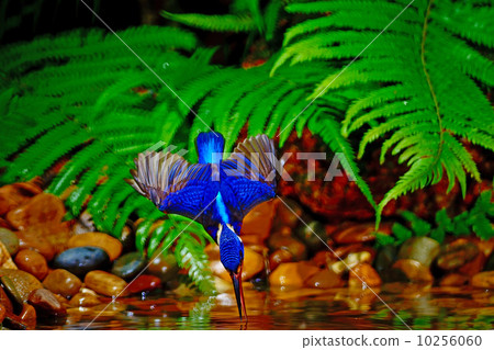 male Blued-eared Kingfisher 10256060