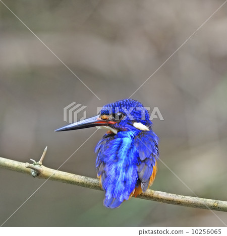 male Blue-eared Kingfisher 10256065