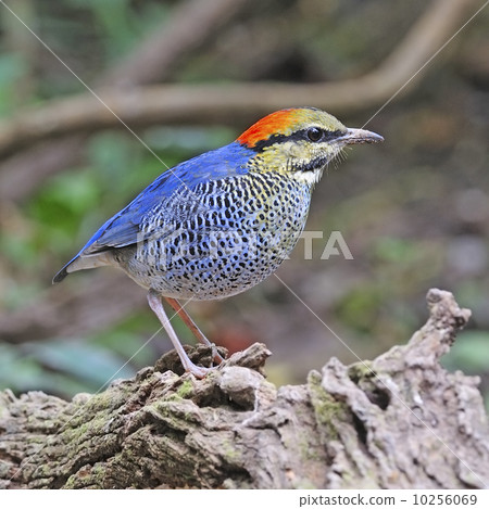 male Blue Pitta male Blue Pitta 10256069
