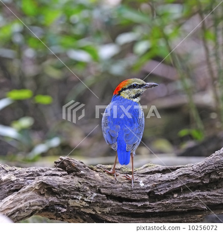 male Blue Pitta 10256072