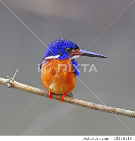 male Blue-eared Kingfisher 10256118
