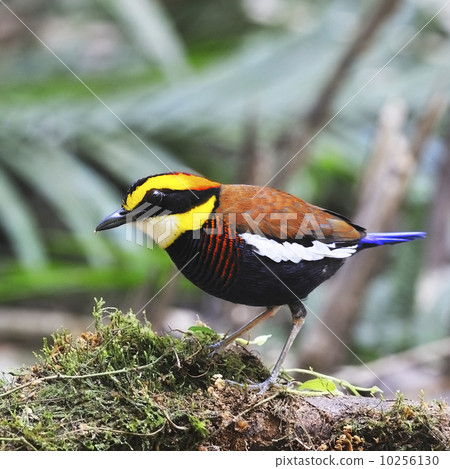 male Malayan Banded Pitta male Malayan Banded Pitta 10256130
