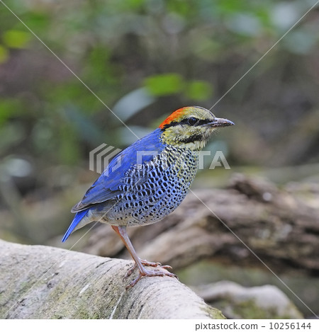 male Blue Pitta male Blue Pitta 10256144