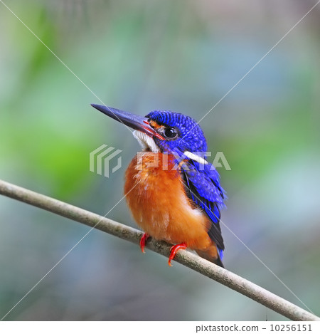 male Blue-eared Kingfisher male Blue-eared Kingfisher 10256151