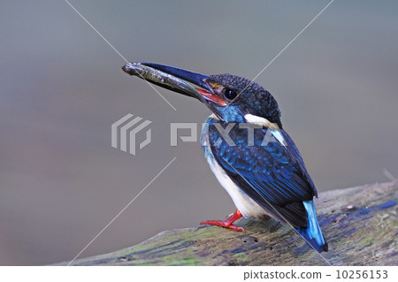 Blue-banded Kingfisher 10256153