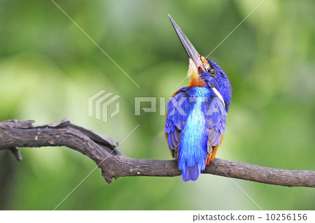 male Blued-eared Kingfisher 10256156