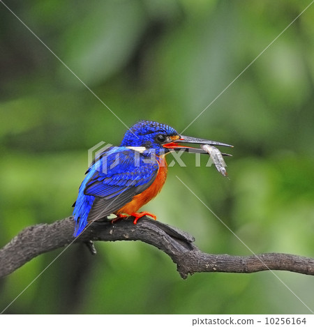 male Blue-eared Kingfisher 10256164