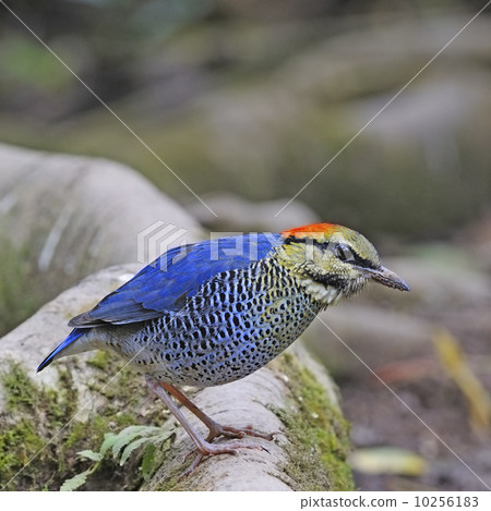 male Blue Pitta male Blue Pitta 10256183