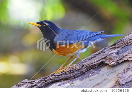 male Black-breast Thrush male Black-breast Thrush 10256196