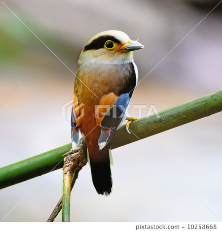 male Silver-breasted Broadbill 10258668