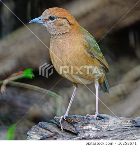 male Rusty-naped Pitta 10258671
