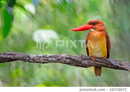male Ruddy Kingfisher 10258672