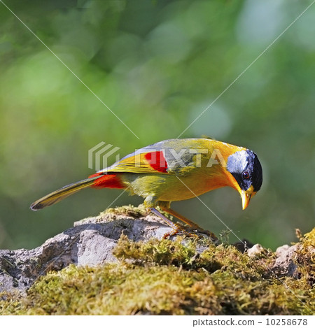 Silver-eared Mesia 10258678