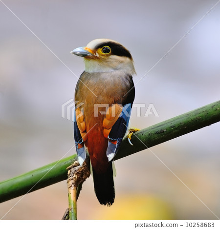 male Silver-breasted Broadbill 10258683